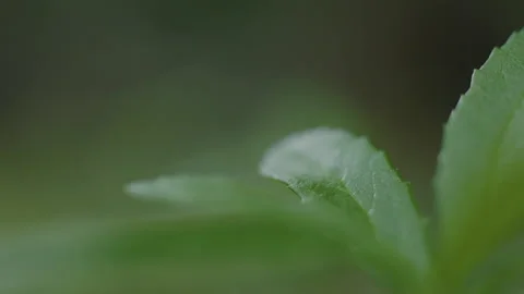 Macro of Leaf - with slight movement in the wind Stock-Footage 232082701