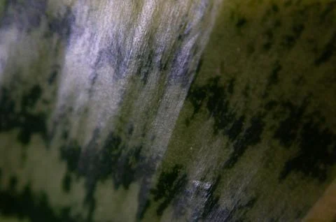 Macro Leaf Texture Closeup: Selective Focus, Shallow Depth of Field, Intric.. Stock Photos