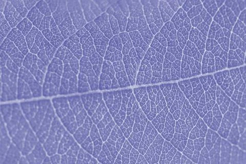 Macro leaf texture purple colorized with beautiful relief facture of plant, c Stock Photos