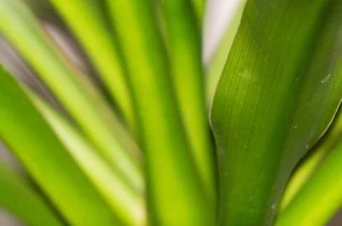 Macro Leaf Texture: Vibrant Green Selective Focus Closeup for Nature Stock,.. Stock Photos