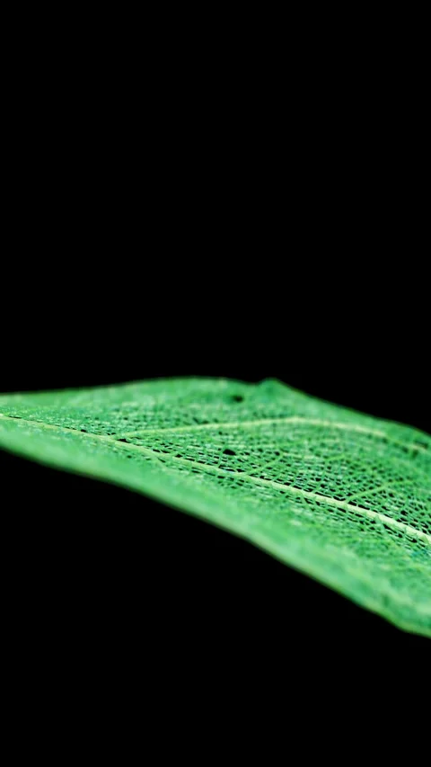 Macro leaf vein detail rotating on black Stock Footage 344998793