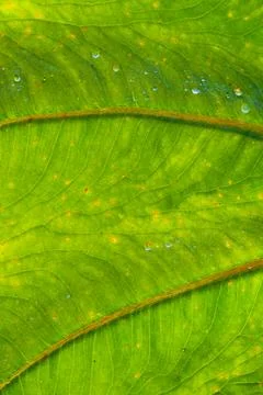 Macro leaf with veins Stock Photos