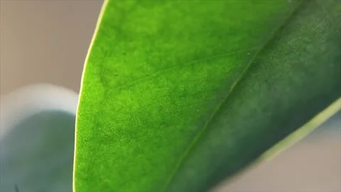 Macro Leaf in Violent Wind Stock Footage 172503254