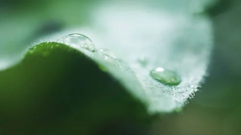 Macro Leaf With Water Drops and Rain 動画素材 73180440