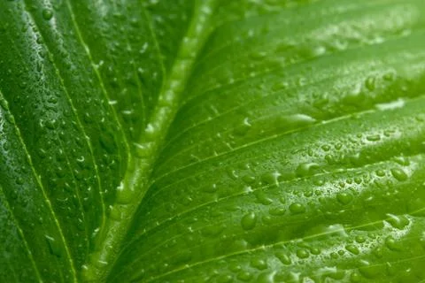 Macro of leaf with water drops Stock Photos