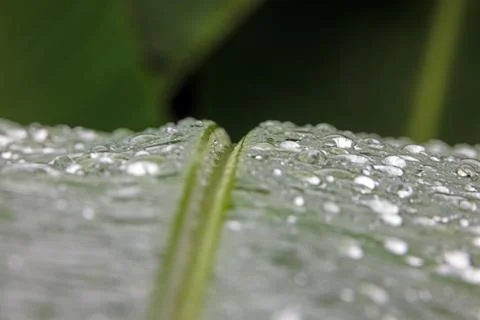 Macro leaf with water drops in tropical Panama Foto stock