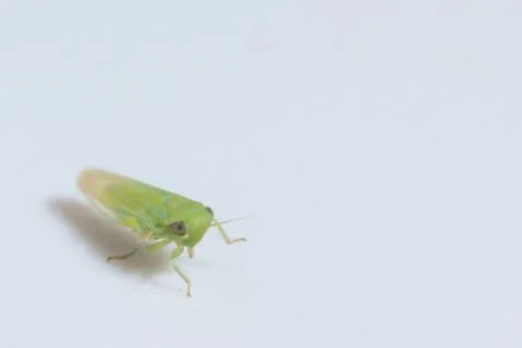Macro Leafhopper White Background Stock Photos