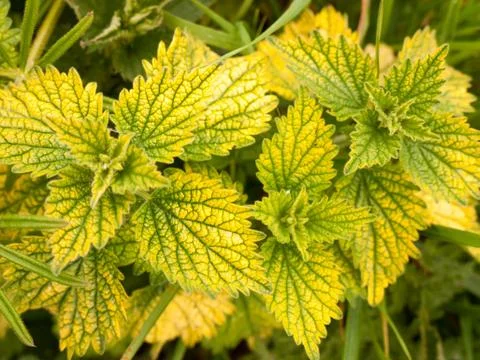 Macro leafs pattern background outside in spring Stock Photos