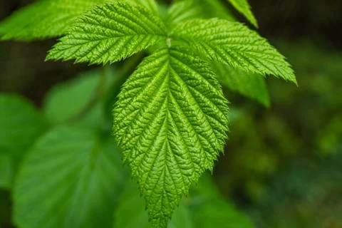 Macro leaves background texture Stock Photos