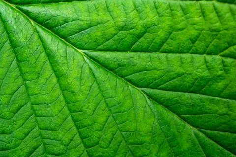 Macro leaves background texture Stock Photos