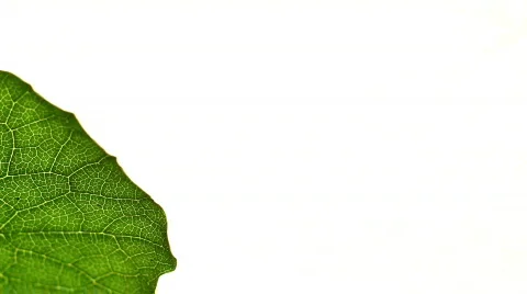 Macro Leaves Stock Footage 784941