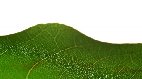 Macro Leaves Stock Footage 785006