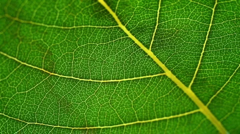 Macro Leaves Видео 785013