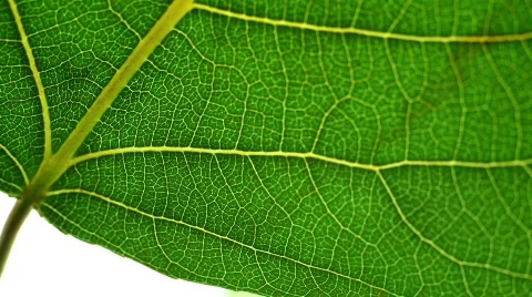 Macro Leaves Stock Footage 785018