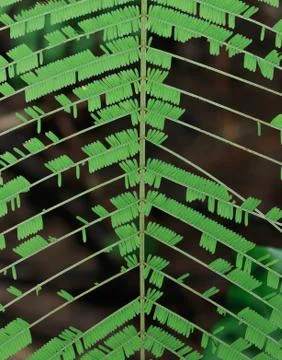 Macro leaves Stock Photos