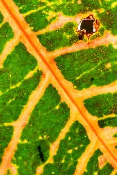 Macro leaves Stock Photos