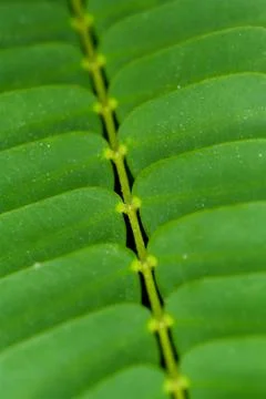 Macro leaves Foto stock
