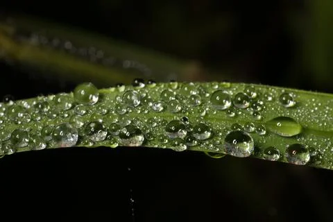 Macro leaves Stock Photos