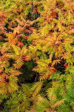 Macro on leaves Stock Photos