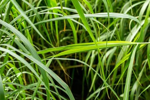 Macro on leaves Stock Photos