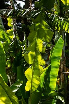 Macro on leaves Stock Photos