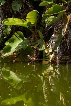Macro on leaves Stock Photos