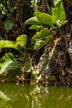 Macro on leaves Stock Photos