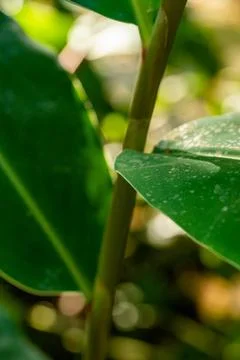 Macro on leaves Foto stock