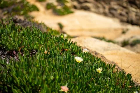Macro on leaves Stock Photos