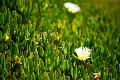 Macro on leaves Stock Photos