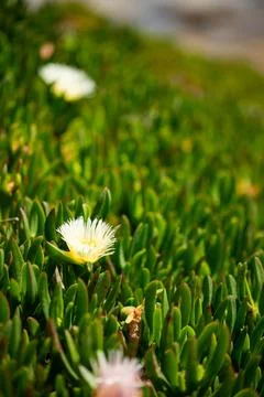 Macro on leaves Stock Photos