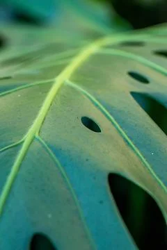 Macro on leaves Stock Photos