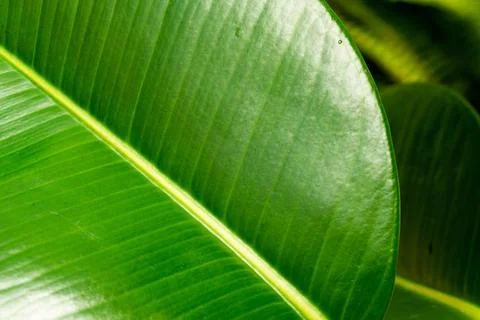 Macro on leaves Stock Photos