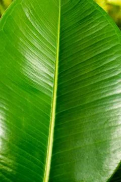 Macro on leaves Stock-Fotos