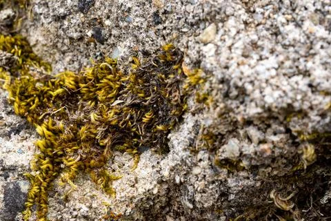 Macro on leaves Stock Photos