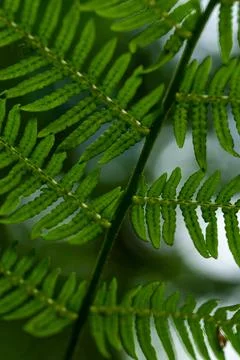 Macro on leaves Stock Photos