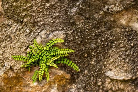 Macro on leaves 库存照片