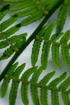 Macro on leaves Stock Photos