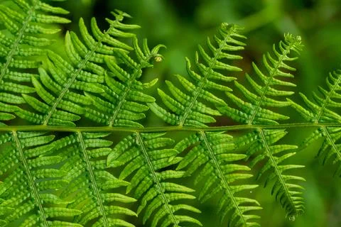 Macro on leaves Foto stock