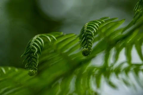 Macro on leaves Stock Photos