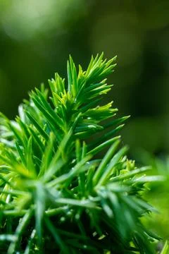 Macro on leaves 库存照片