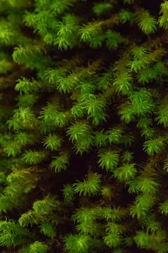 Macro on leaves Stock Photos