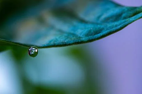Macro on leaves Stock Photos