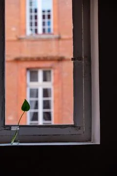 Macro on leaves Stock Photos