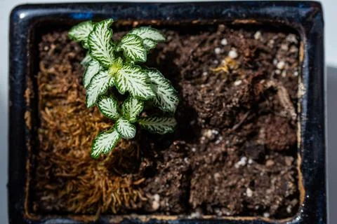 Macro on leaves Stock Photos