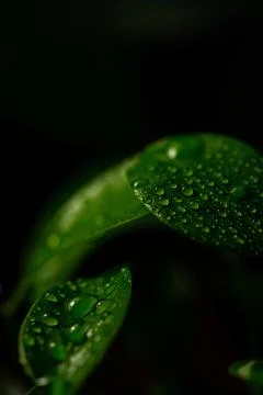 Macro on leaves Stock Photos