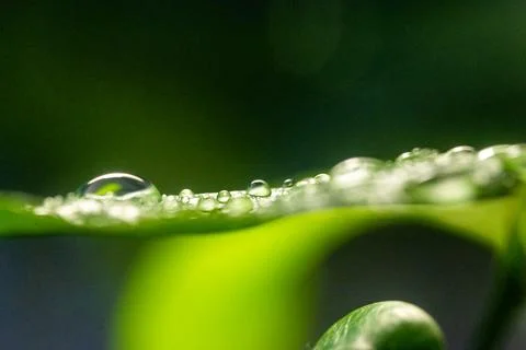 Macro on leaves Stock Photos