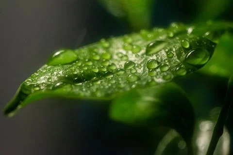 Macro on leaves Stock Photos