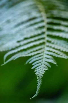 Macro on leaves Stock Photos