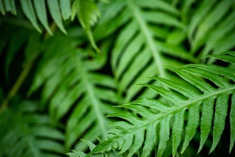 Macro on leaves Stock Photos